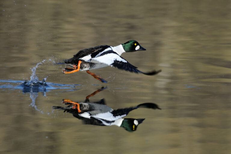 Our Favorite Missouri Birds Each Season