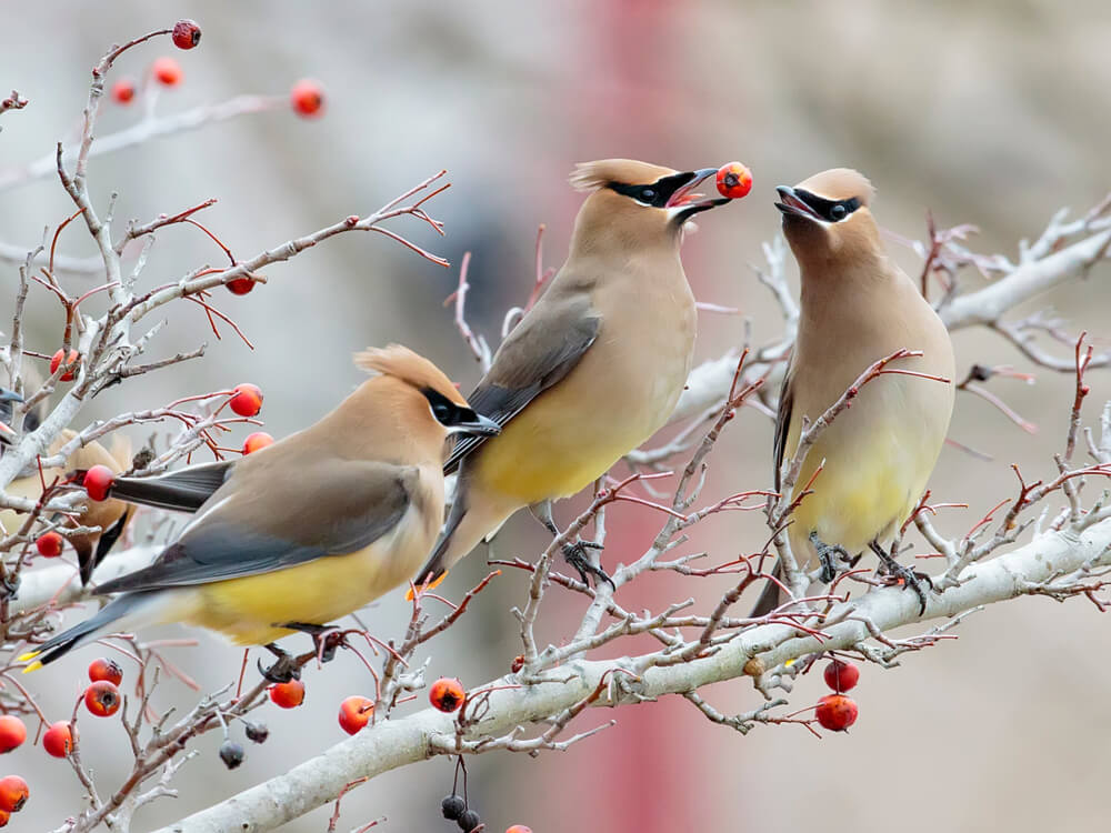 Your Guide to the Winter Birds in Missouri