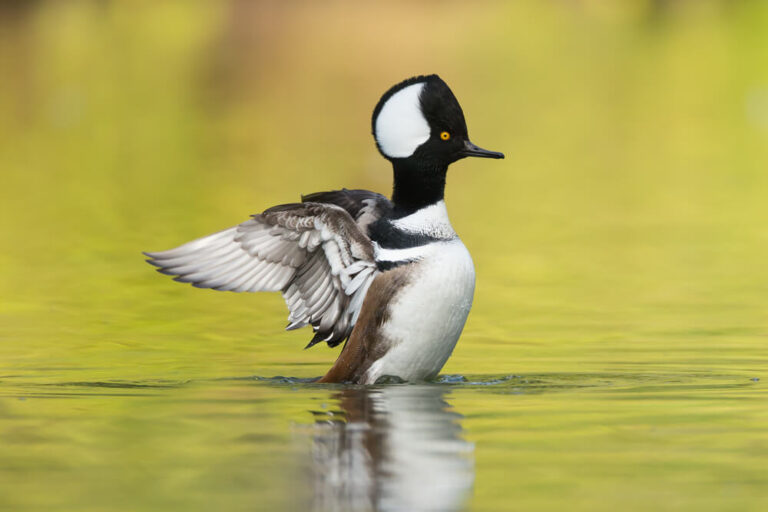 Birdwatchers Guide to the Autumn Birds in Missouri