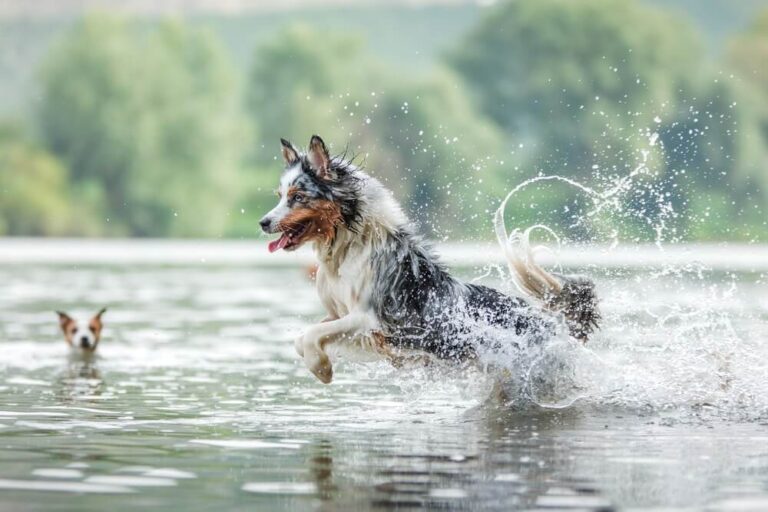 Pet-Friendly Lake House Vacation Rentals Near St Louis: Two dogs playing in the lake