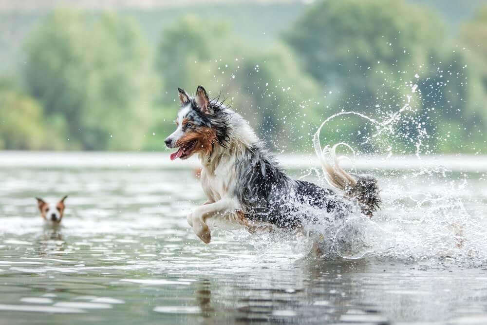 Pet-Friendly Lake House Vacation Rentals Near St Louis: Two dogs playing in the lake